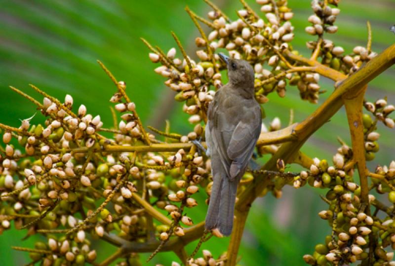 Turdus ignobilis