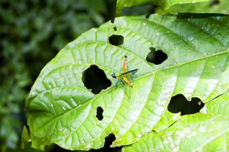 Euthystira brachyptera