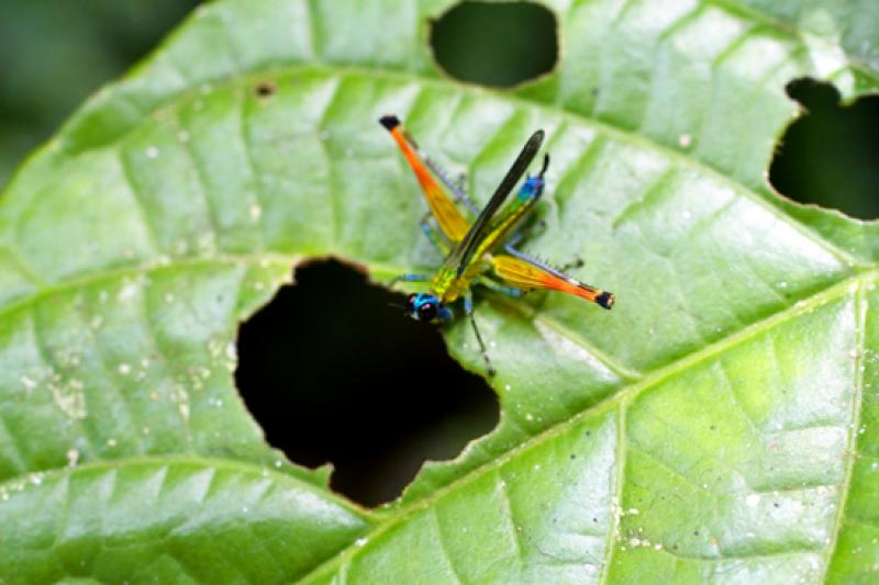 Euthystira brachyptera