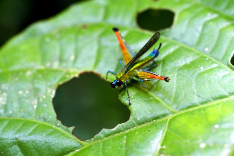 Euthystira brachyptera