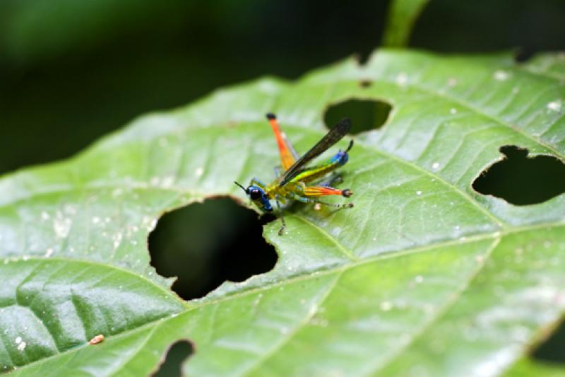 Euthystira brachyptera