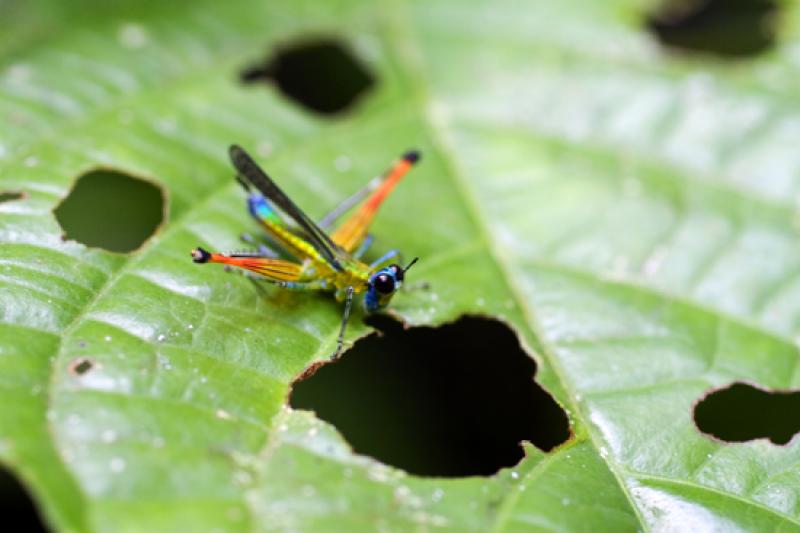 Euthystira brachyptera