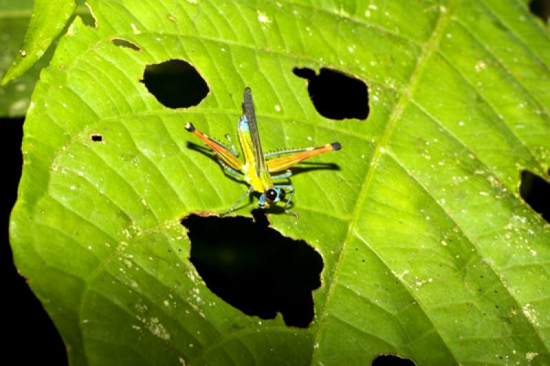 Euthystira brachyptera