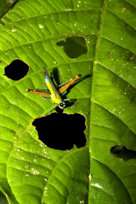 Euthystira brachyptera