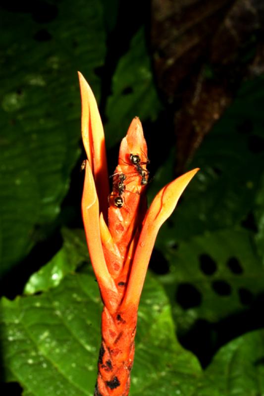 Hormigas en una Heliconia