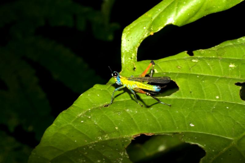 Euthystira brachyptera