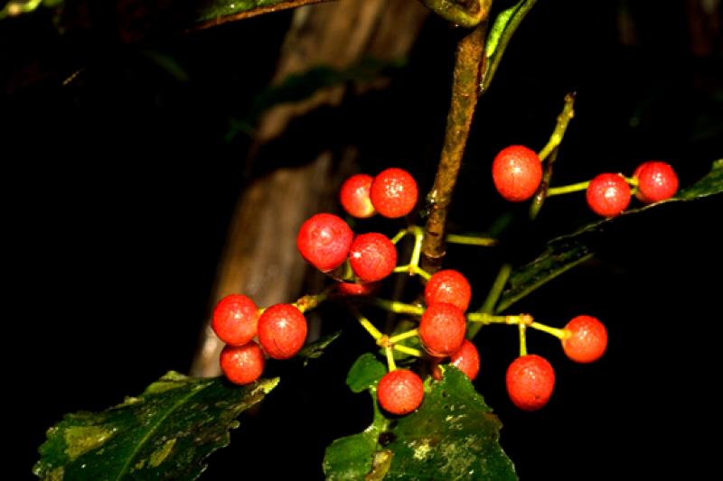 Frutos Naturales