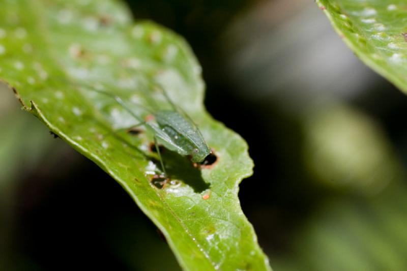 Tettigonia viridissima