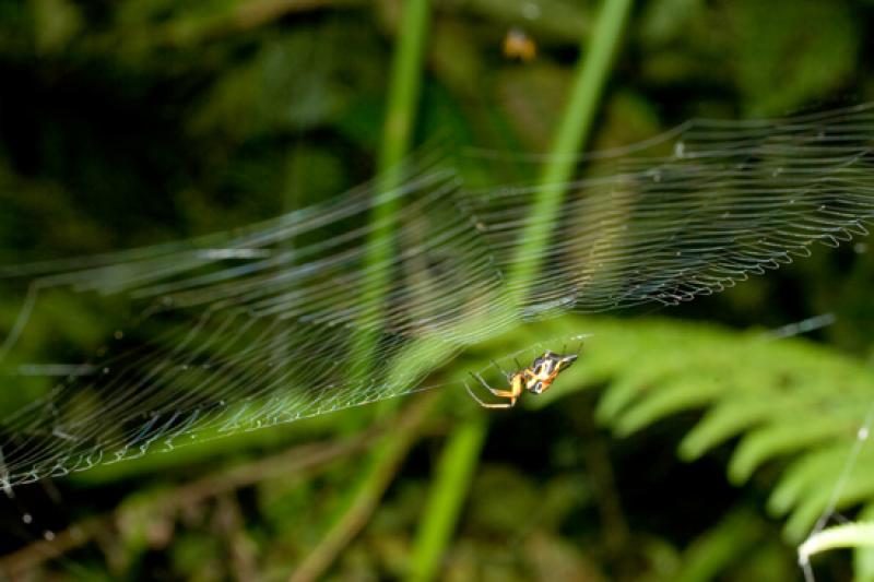 Aurantia Argiope