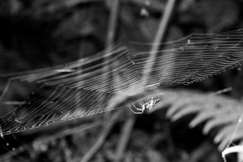 Aurantia Argiope