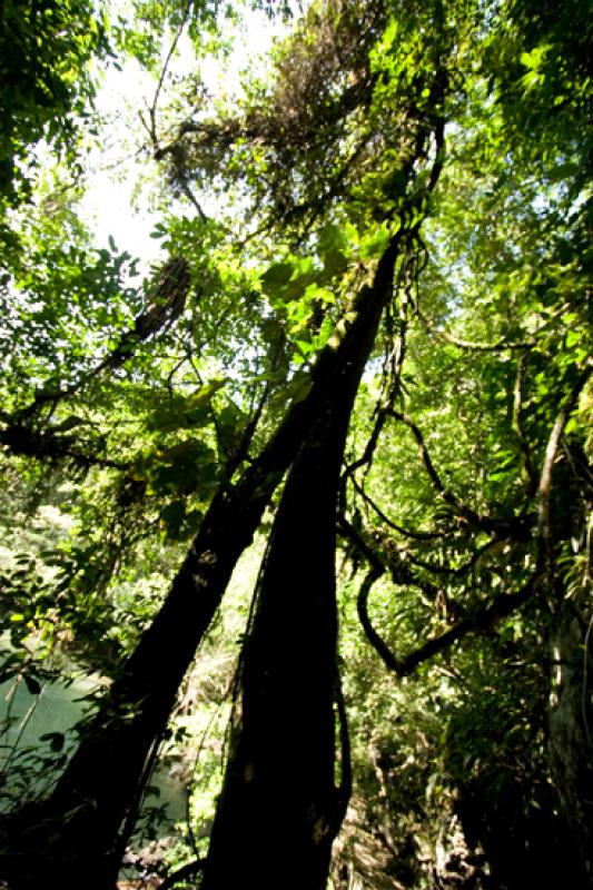 Reserva Natural CaÃ±on del Rio Claro, Antioquia,...