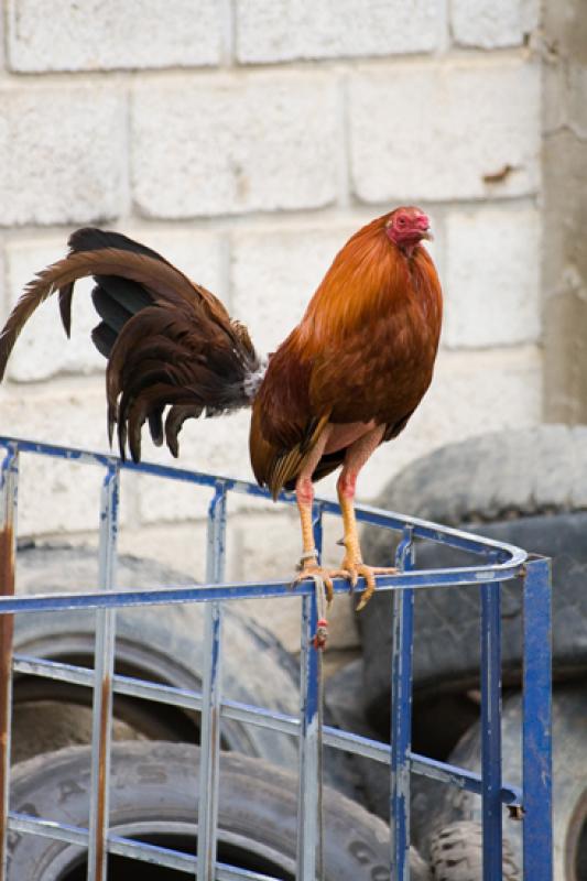 Gallus gallus domesticus