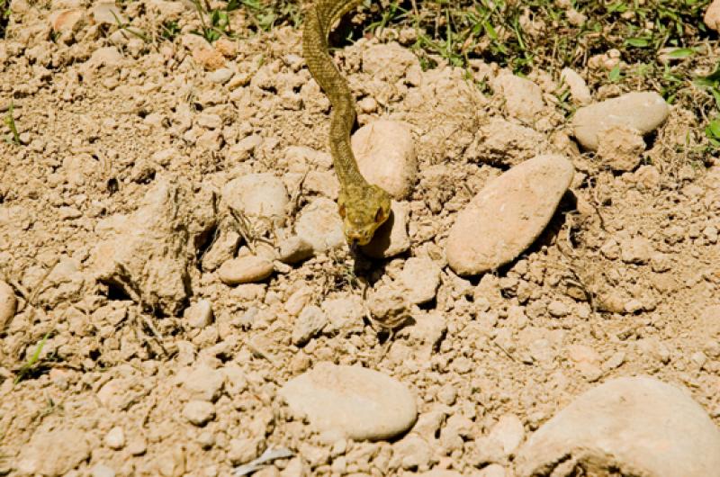 Serpiente en Merecure Parque Agroecologico, Llanos...