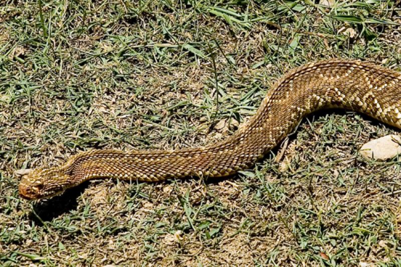 Serpiente en Merecure Parque Agroecologico, Llanos...