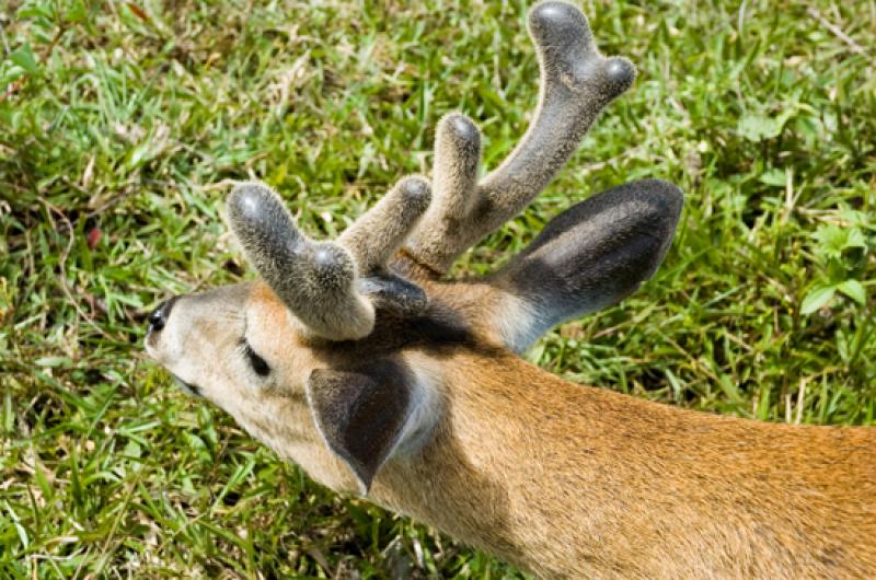 Venado en Merecure Parque Agroecologico, Llanos Or...