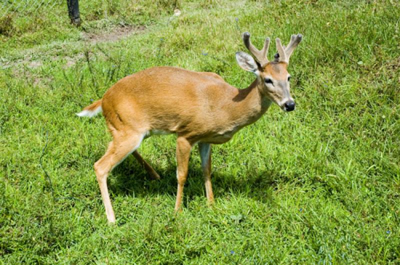 Venado en Merecure Parque Agroecologico, Llanos Or...