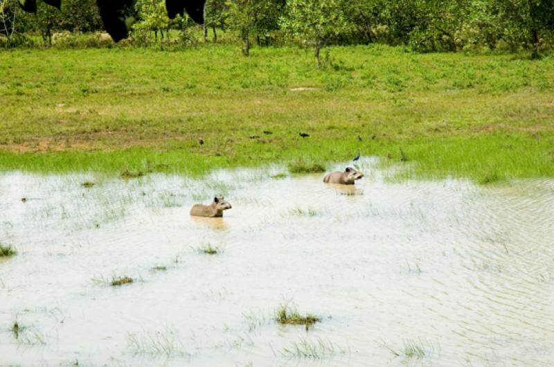 Danta de Paramo en Merecure Parque Agroecologico, ...