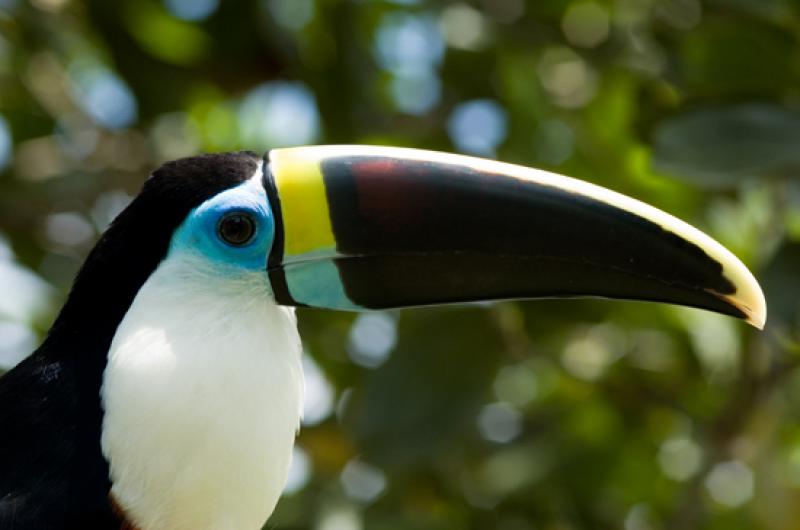 Tucan en Merecure Parque Agroecologico, Llanos Ori...