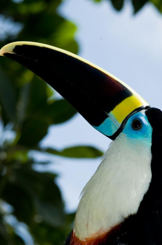 Tucan en Merecure Parque Agroecologico, Llanos Ori...