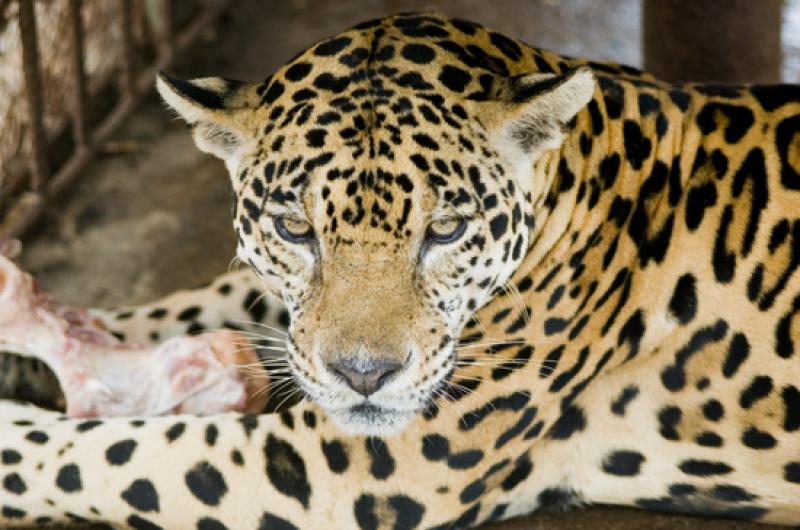 Jaguar en Merecure Parque Agroecologico, Llanos Or...