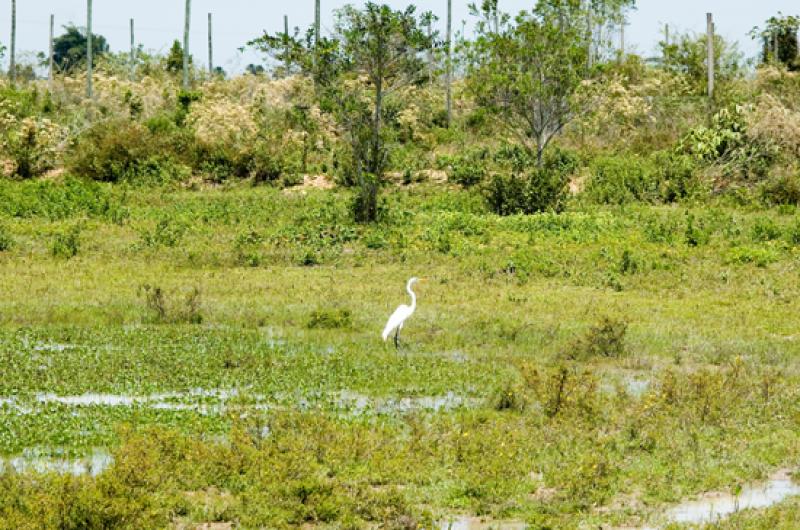 Garza Blanca en Merecure Parque Agroecologico, Lla...