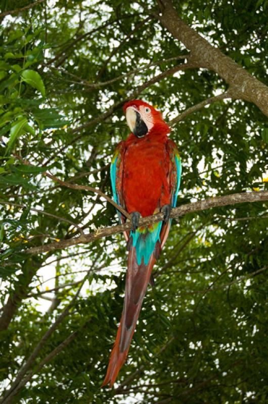 Guacamayo en Merecure Parque Agroecologico, Llanos...