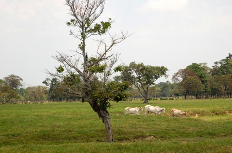 Llanos Orientales, Villavicencio, Meta, Colombia