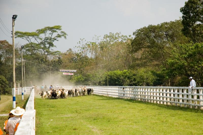 Coleo de Toros, Llanos Orientales, Villavicencio, ...