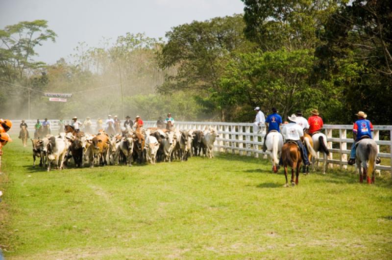 Coleo de Toros, Llanos Orientales, Villavicencio, ...