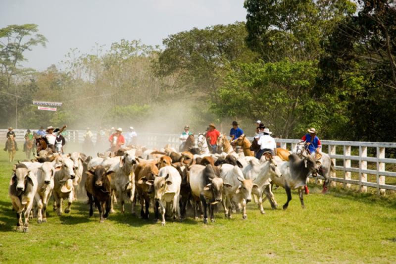 Coleo de Toros, Llanos Orientales, Villavicencio, ...