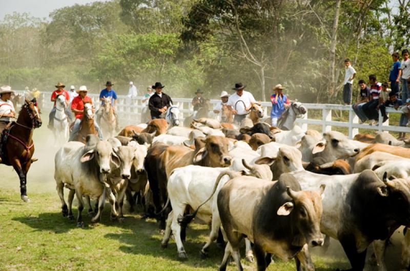 Coleo de Toros, Llanos Orientales, Villavicencio, ...