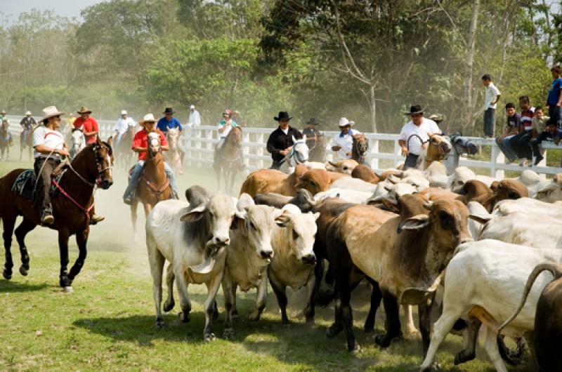 Coleo de Toros, Llanos Orientales, Villavicencio, ...