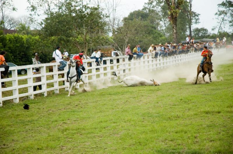 Coleo de Toros, Llanos Orientales, Villavicencio, ...