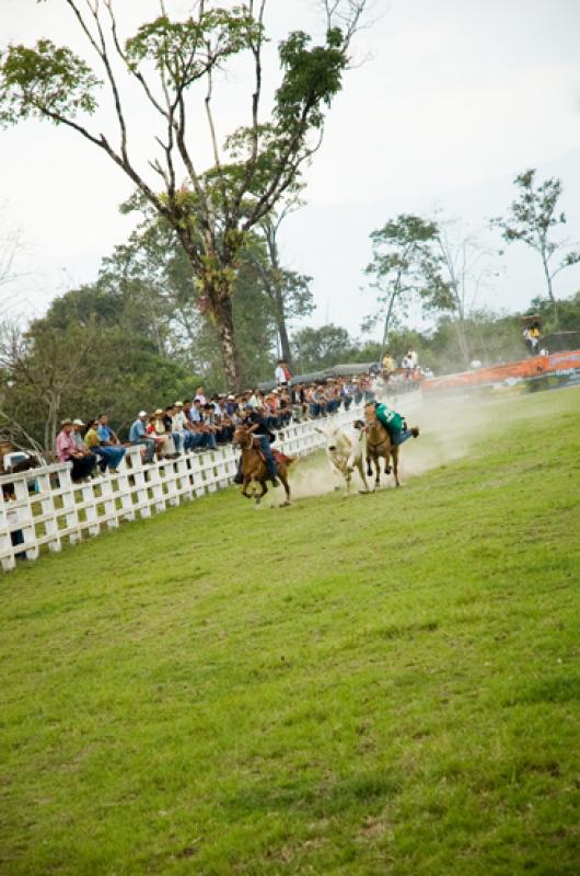 Coleo de Toros, Llanos Orientales, Villavicencio, ...