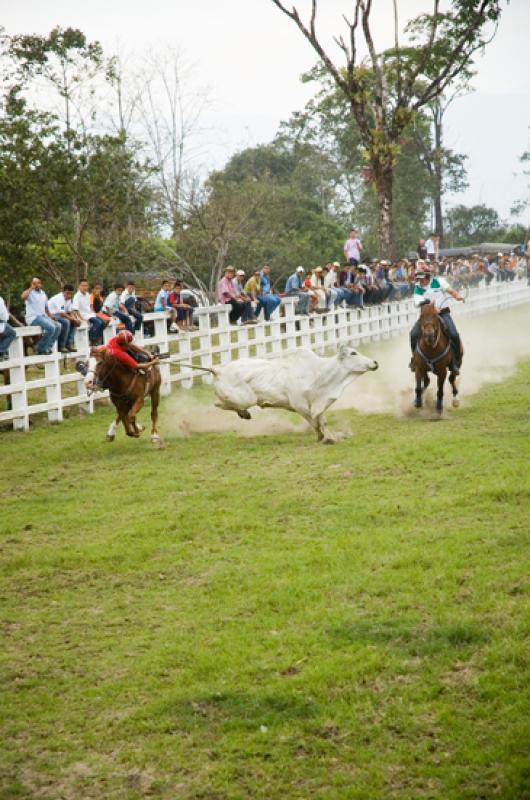 Coleo de Toros, Llanos Orientales, Villavicencio, ...