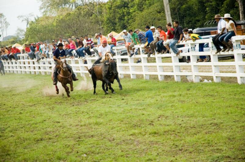 Coleo de Toros, Llanos Orientales, Villavicencio, ...