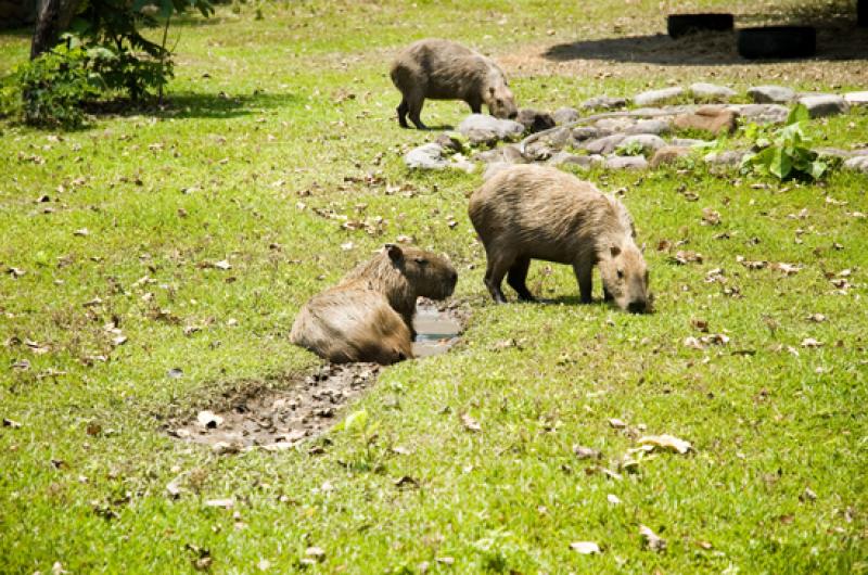 Capibaras en Merecure Parque Agroecologico, Llanos...