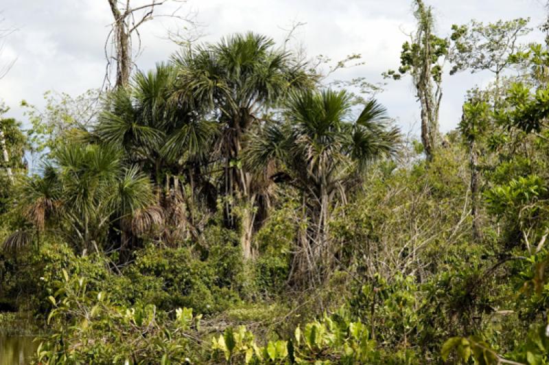 Llanos Orientales, Villavicencio, Meta, Colombia