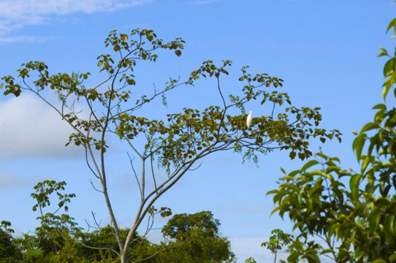 Llanos Orientales, Villavicencio, Meta, Colombia