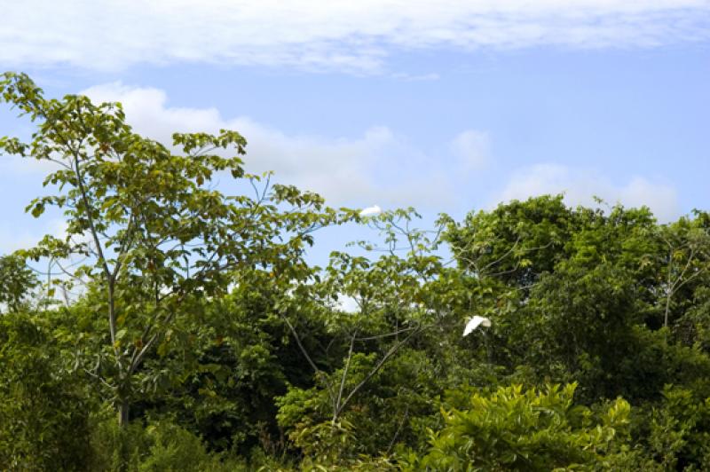 Llanos Orientales, Villavicencio, Meta, Colombia