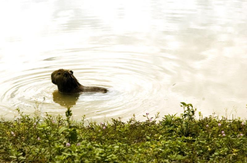 Capibara en Merecure Parque Agroecologico, Llanos ...