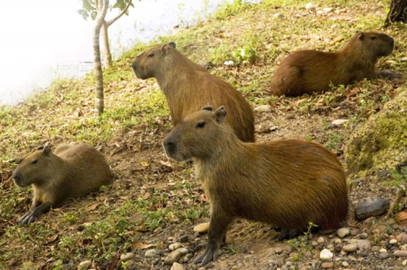 Capibaras em Merecure Parque Agroecologico, Llanos...