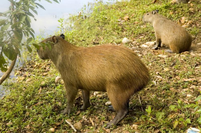 Capibaras en Merecure Parque Agroecologico, Llanos...