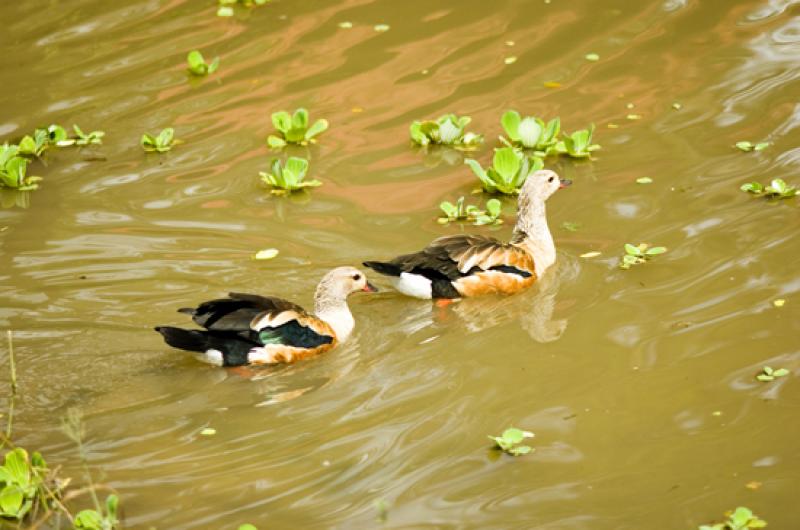 Merecure Parque Agroecologico, Llanos Orientales, ...