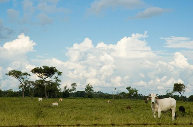 Llanos Orientales, Villavicencio, Meta, Colombia