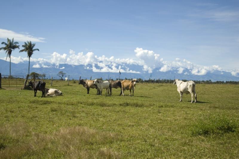 Llanos Orientales, Villavicencio, Meta, Colombia