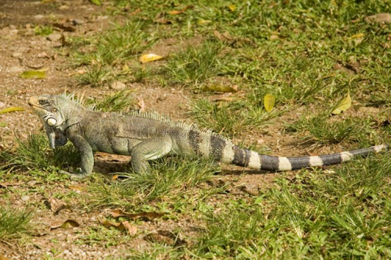 Iguana Verde en Merecure Parque Agroecologico, Lla...