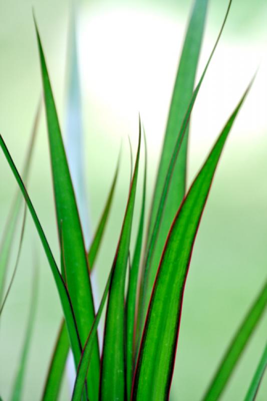 Detalle de una Planta