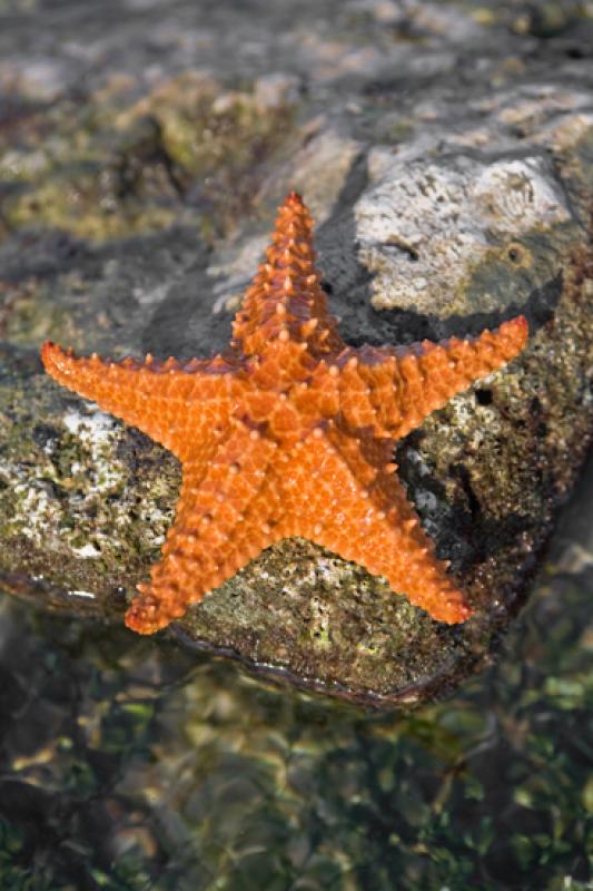 Estrella de Mar