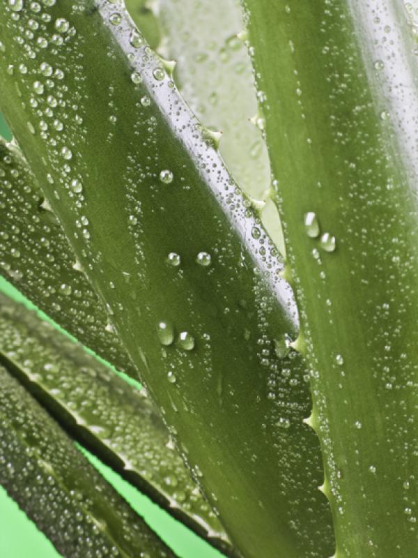 Aloe vera